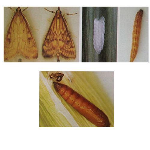 玉米螟、玉米钻心虫的防治方法